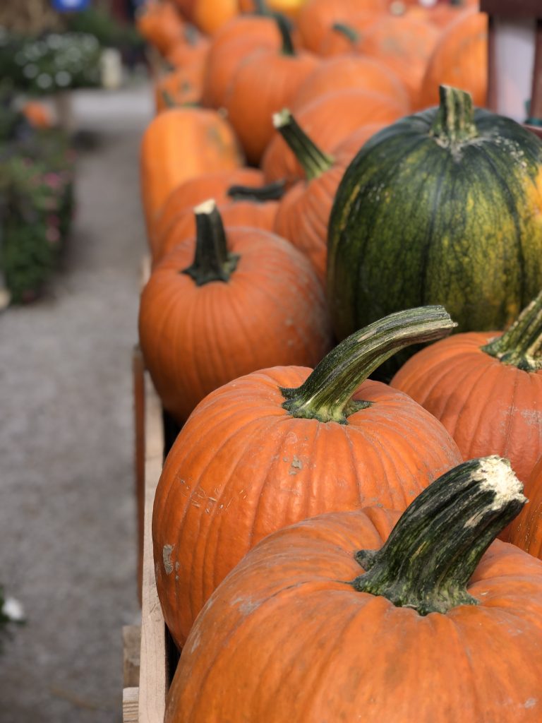 Things to do in the fall in Saint Louis